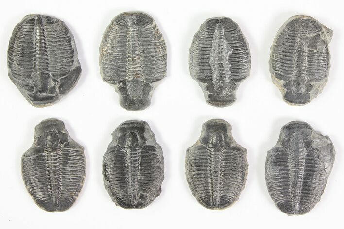 Lot: / Elrathia Trilobite Molt Fossils - Pieces #79022